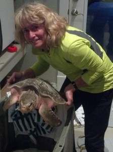 Jody with cold stunned sea turtle