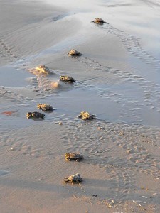 Turtle hatchlings march to the sea.