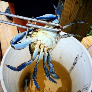 crabbing image