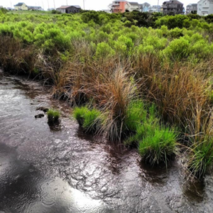 marsh madness hatteras ocean island center