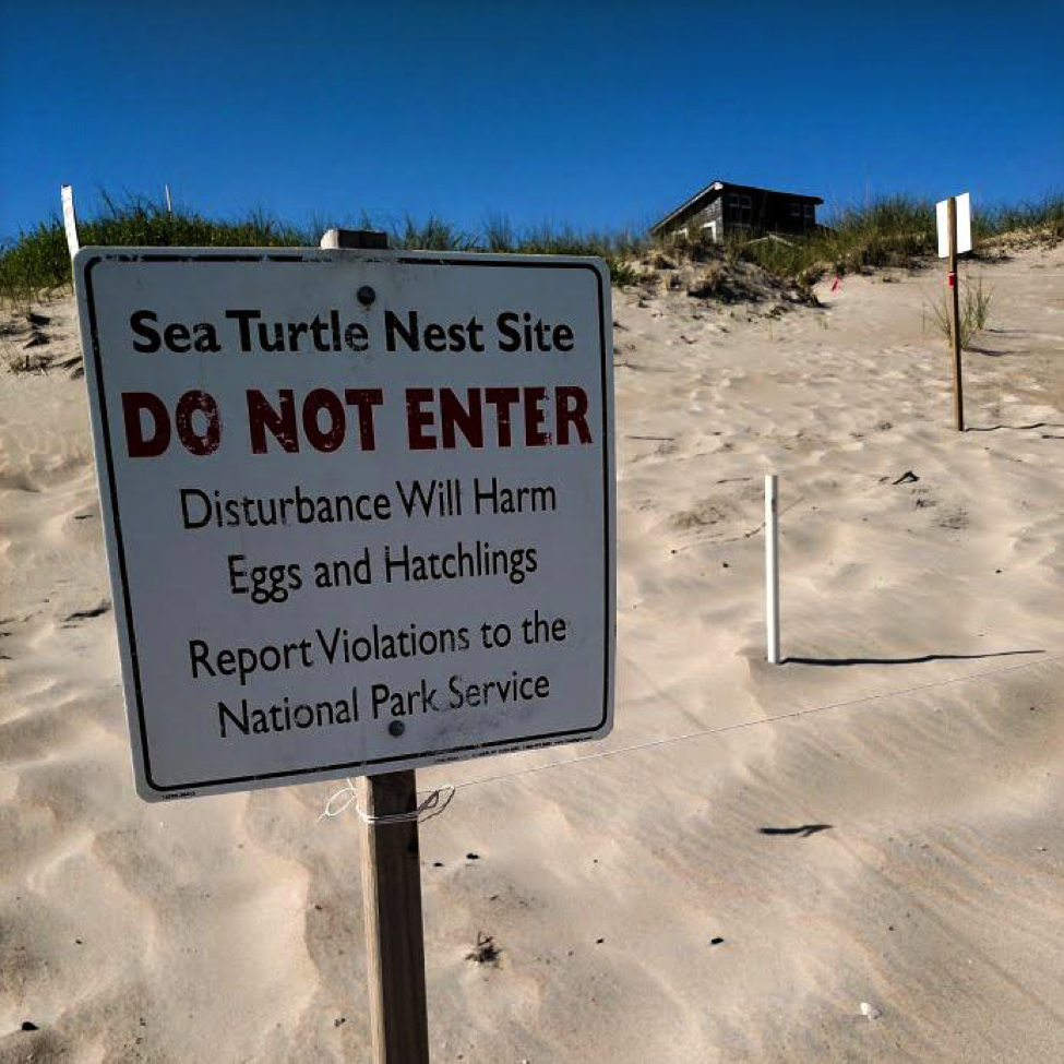 turtle patrol hatteras ocean island center